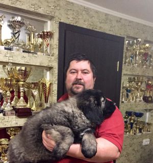 Dog Photo