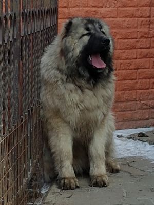 Dog Photo