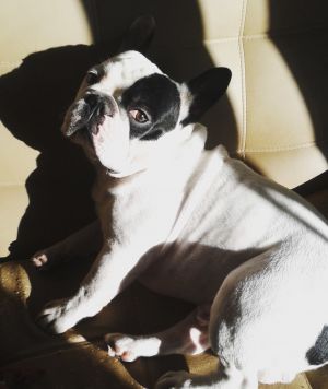 Dog Photo