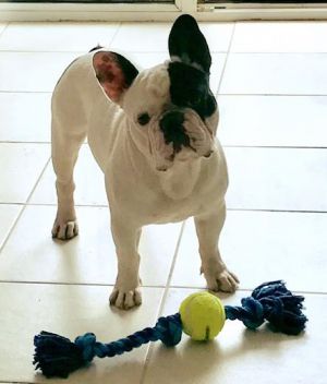 Dog Photo