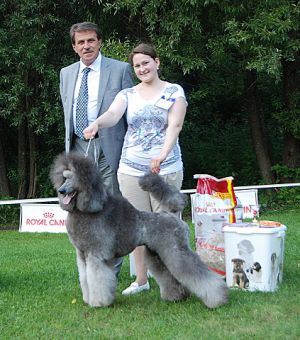 Dog Photo