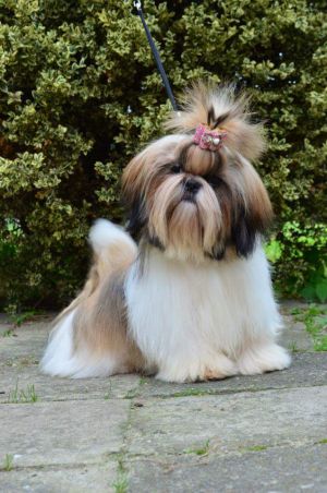 Dog Photo