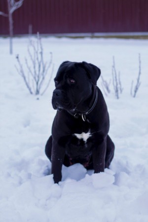 Dog Photo