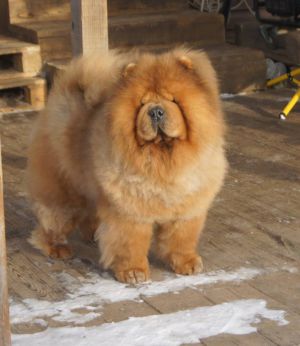 Dog Photo