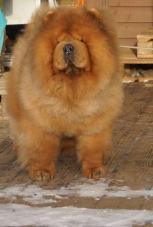 Dog Photo