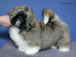 Dog Photo