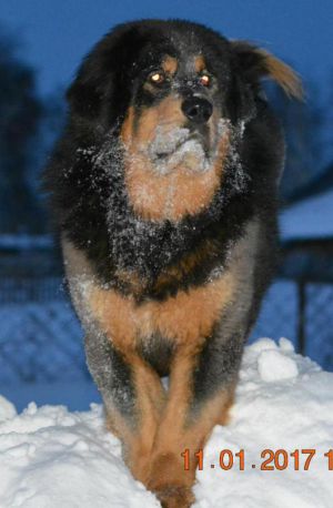 Dog Photo