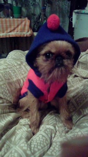 Dog Photo