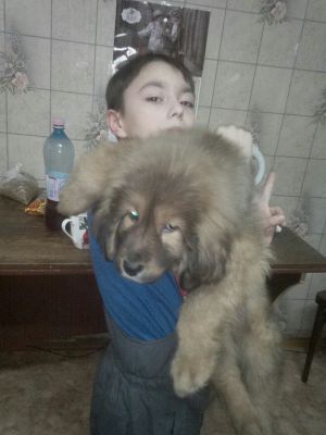 Dog Photo