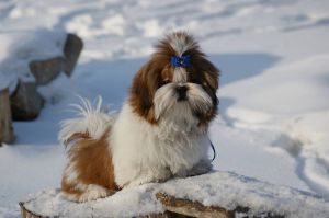 Dog Photo