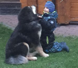 Dog Photo
