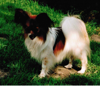 Dog Photo