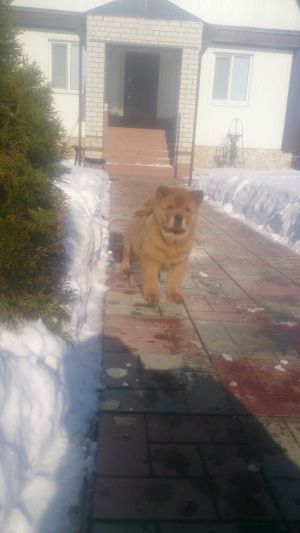 Dog Photo
