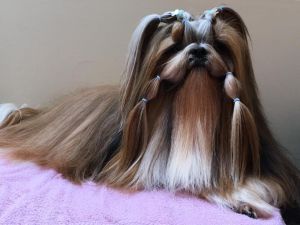 Dog Photo