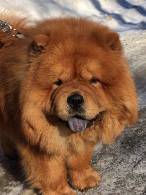 Dog Photo