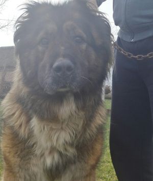 Dog Photo