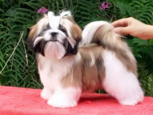 Dog Photo