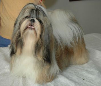 Dog Photo