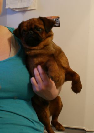 Dog Photo