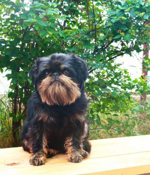 Dog Photo