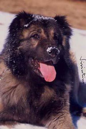 Dog Photo