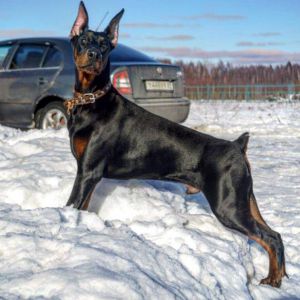Dog Photo