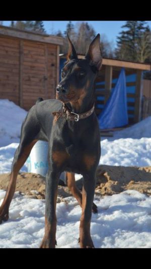 Dog Photo