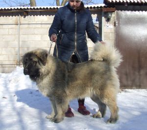 Dog Photo