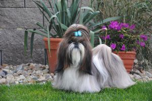 Dog Photo