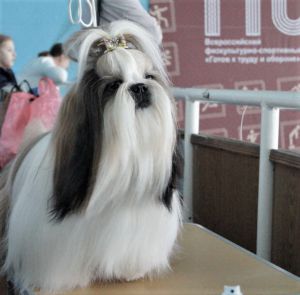 Dog Photo