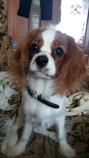 Dog Photo