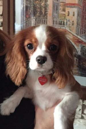 Dog Photo