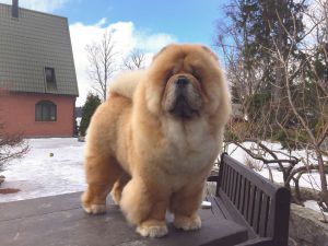 Dog Photo