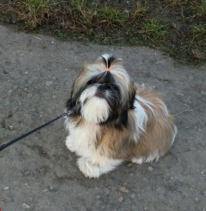 Dog Photo
