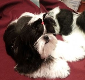 Dog Photo