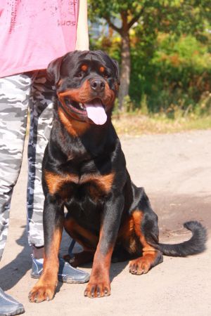 Dog Photo
