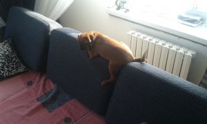 Dog Photo