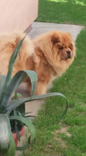 Dog Photo