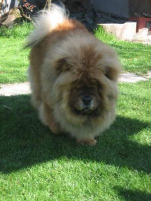 Dog Photo