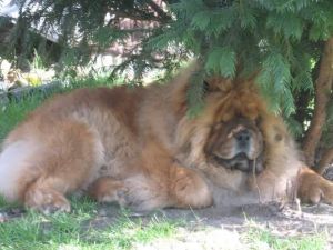 Dog Photo