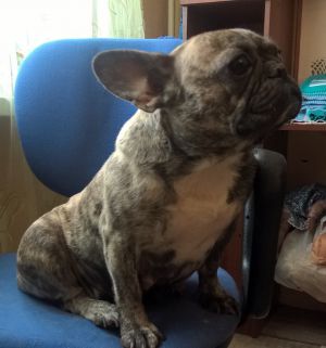 Dog Photo