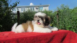 Dog Photo