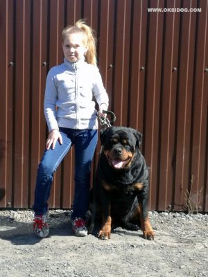 Dog Photo
