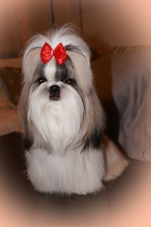 Dog Photo