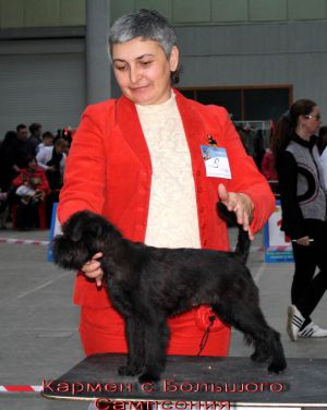 Dog Photo