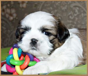 Dog Photo