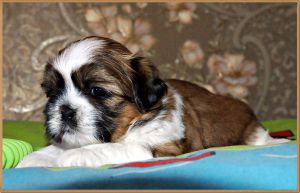 Dog Photo