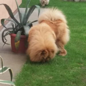 Dog Photo