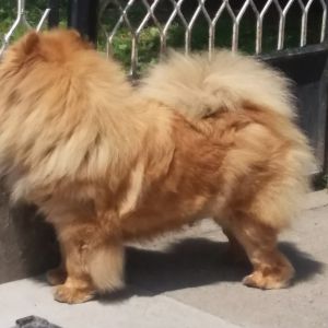 Dog Photo