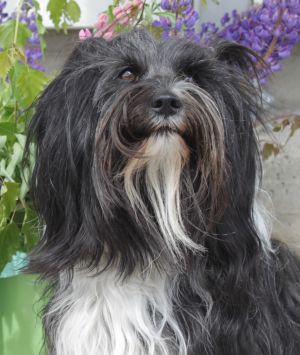 Dog Photo